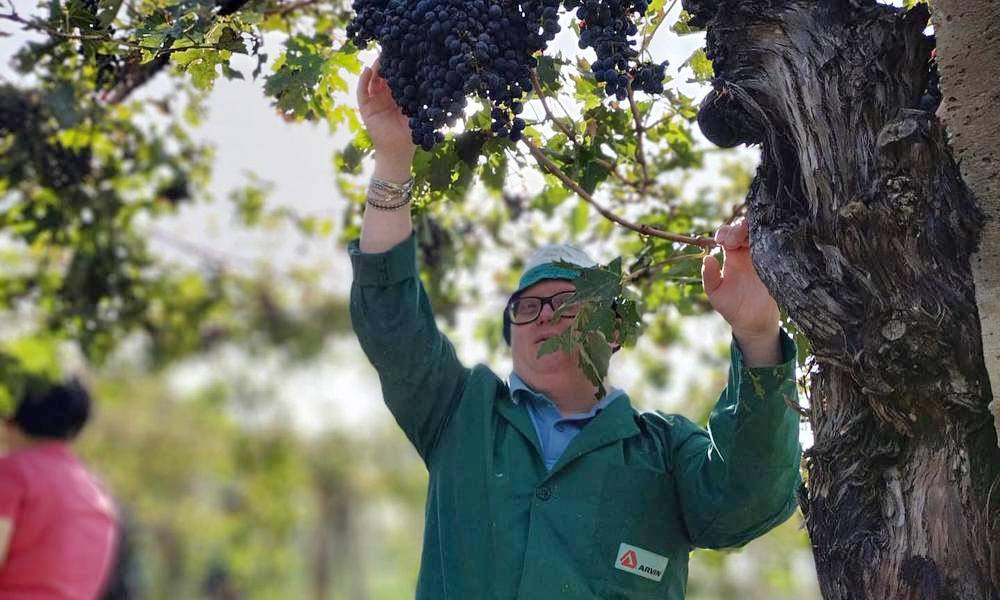 Laboratorio del vino